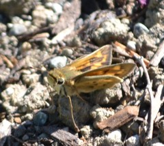 Hylephila phyleus