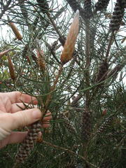 Melaleuca orophila
