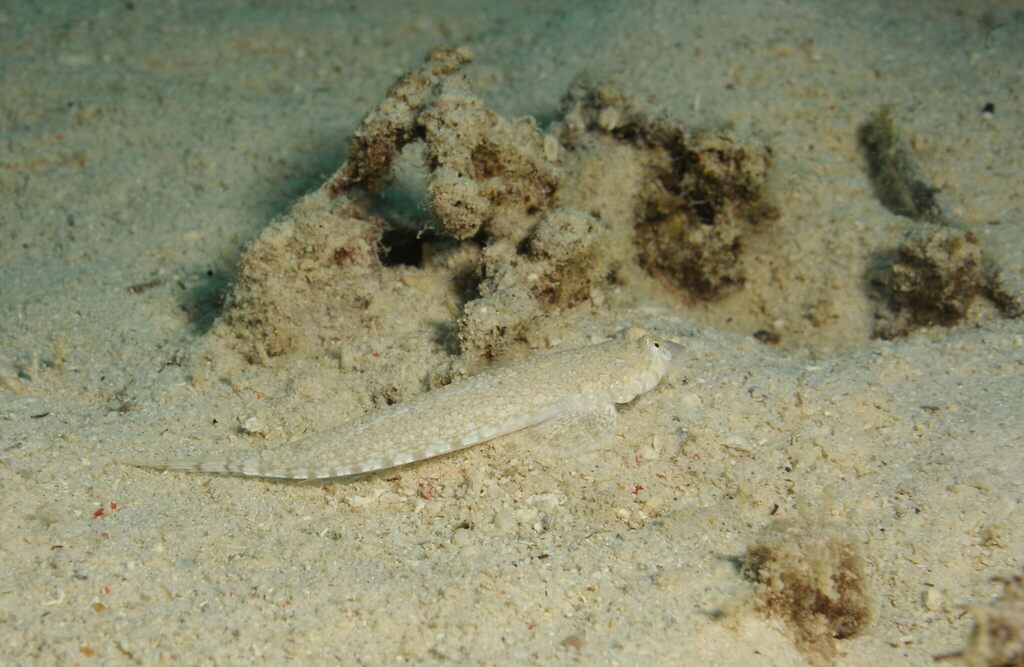 Goram dragonet (Diplogrammus goramensis) — Callionymidae