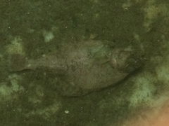 Citharichthys stigmaeus