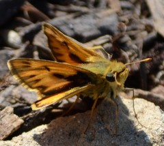 Hylephila phyleus