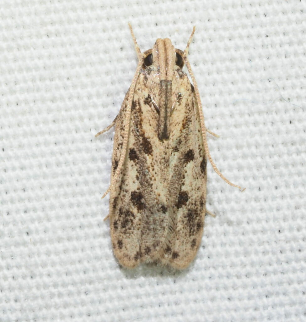 Potato Moth