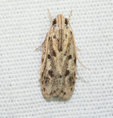 Stoeberhinus testaceus Butler, 1881