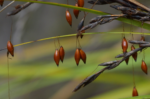 Image of Gahnia setifolia by (c) Christopher Stephens, some rights reserved (CC BY-SA)