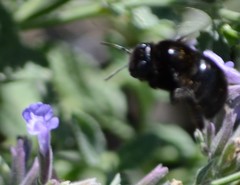 Xylocopa tabaniformis orpifex