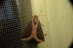 Ercheia