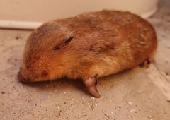 Juliana's Golden Mole photo 2
