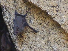 Balantiopteryx plicata