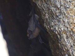 Balantiopteryx plicata
