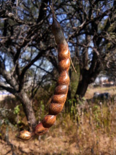 Smooth Mesquite
