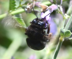 Xylocopa tabaniformis orpifex