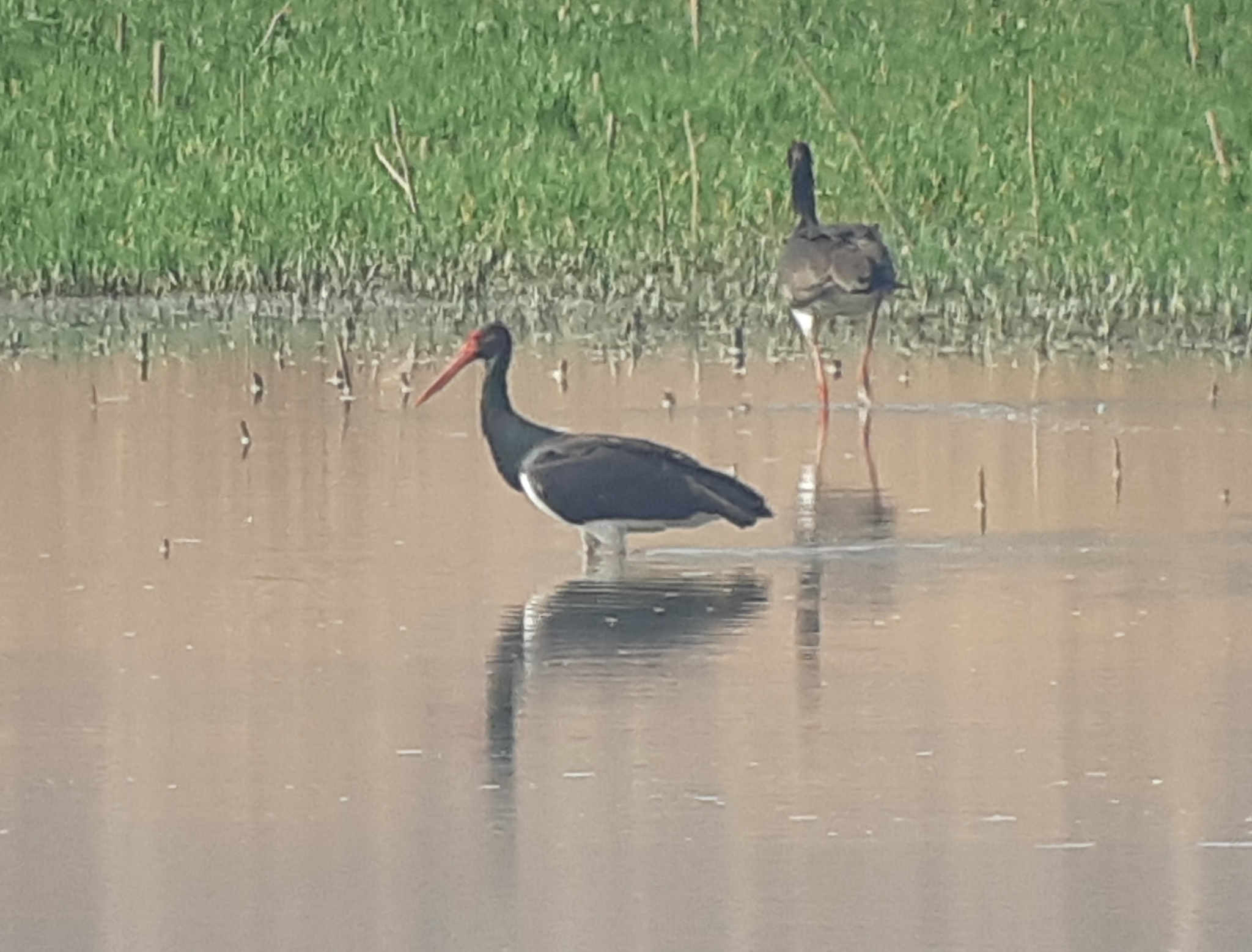 Black Stork