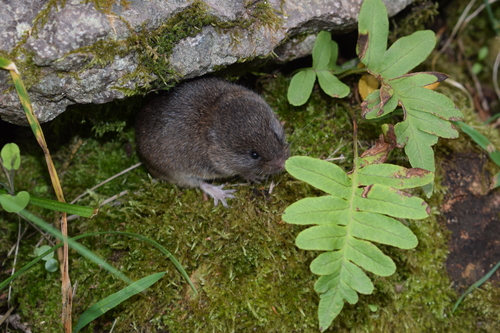 Lusitanian pine vole, 2705 Colares, Portugal, photo 8 of 10