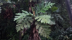 Artocarpus