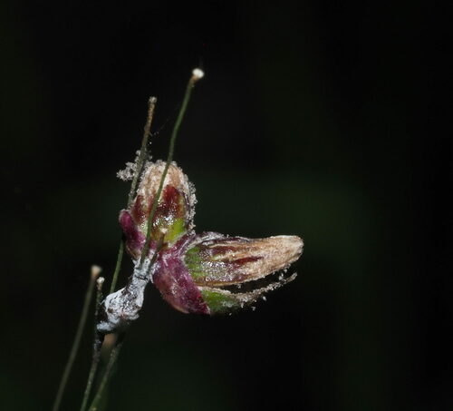 Conidiosporomyces ayresii