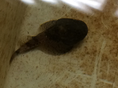 Dasycottus setiger
