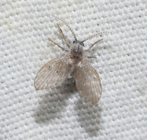 Bathroom Moth Fly photo 6