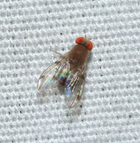 Pomace fly
