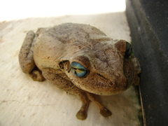 Osteopilus dominicensis