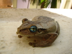 Osteopilus dominicensis