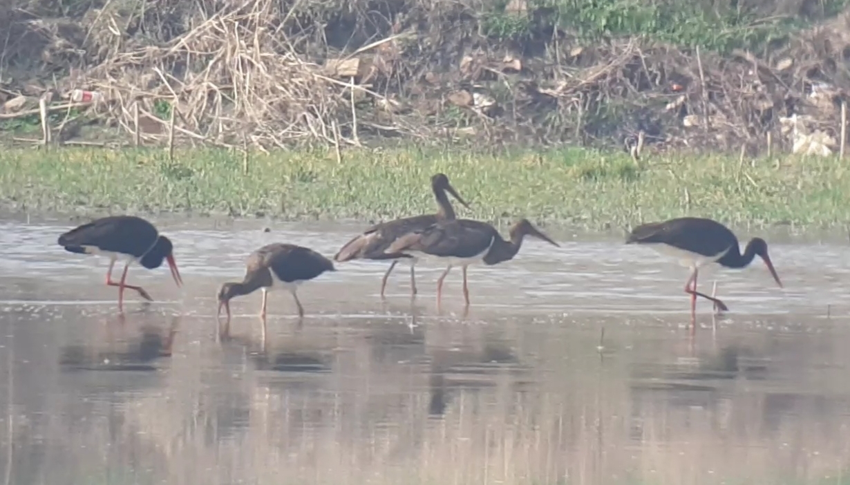 Black Stork