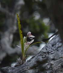 Cymbidium dayanum