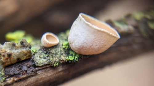 Schizophyllum amplum — (c) Michel Langeveld, some rights reserved (CC BY)