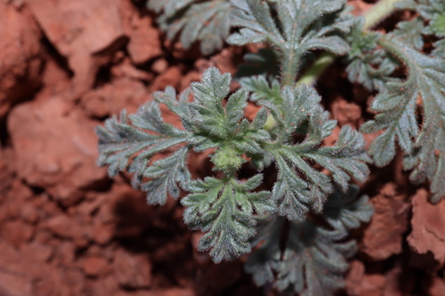 Image of Verbena supina by (c) Thomas Mesaglio, some rights reserved (CC BY)