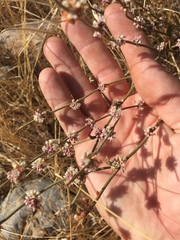 Eriogonum roseum
