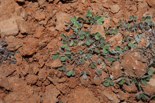 Image of Marsilea hirsuta by (c) Thomas Mesaglio, some rights reserved (CC BY)