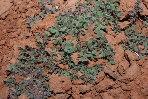 Marsilea hirsuta, photograph 5