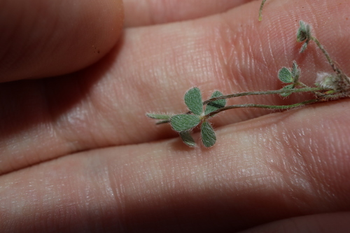 Marsilea hirsuta, photograph 6