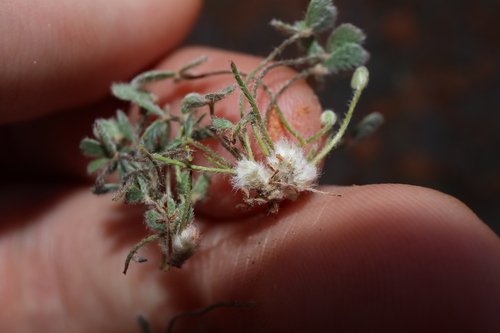 Image of Marsilea hirsuta by (c) Thomas Mesaglio, some rights reserved (CC BY)