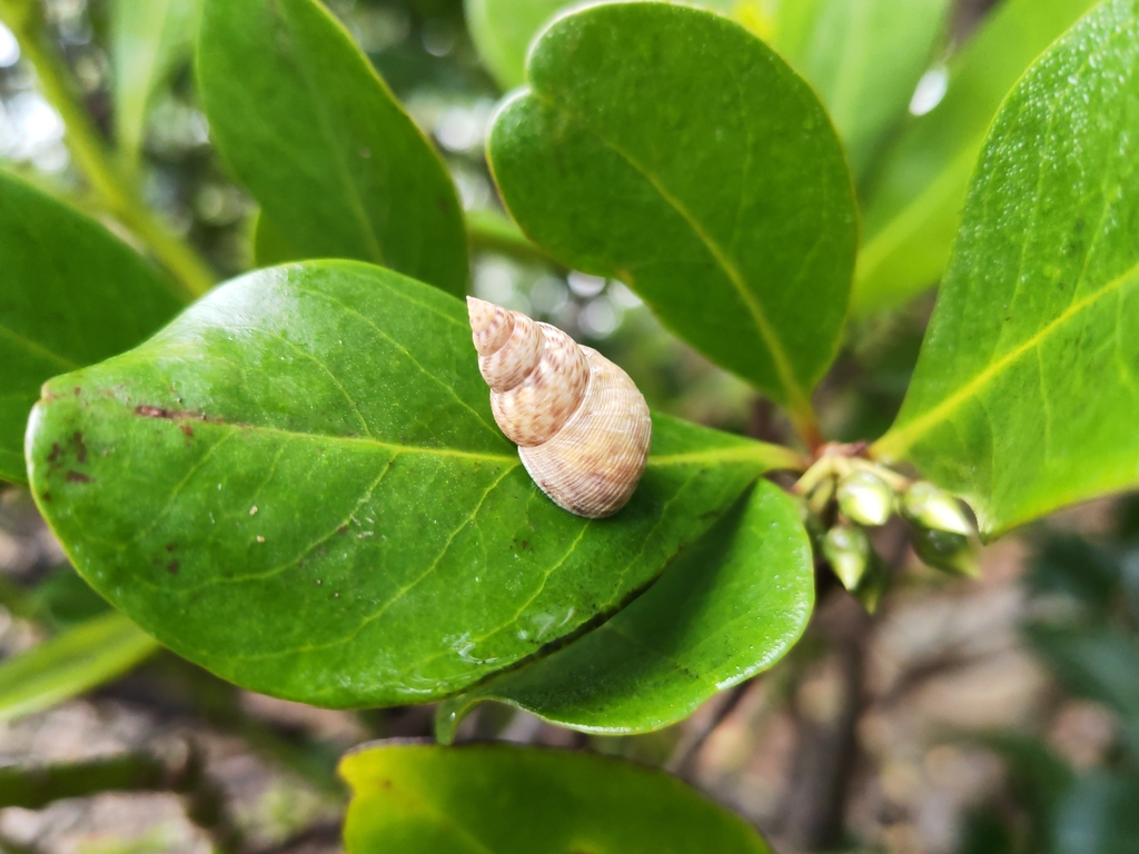 Littoraria melanostoma