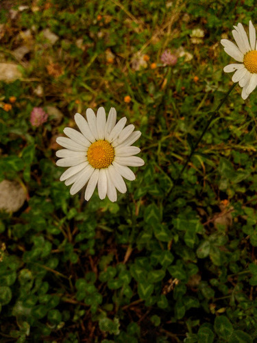 Ox-eye Daisy