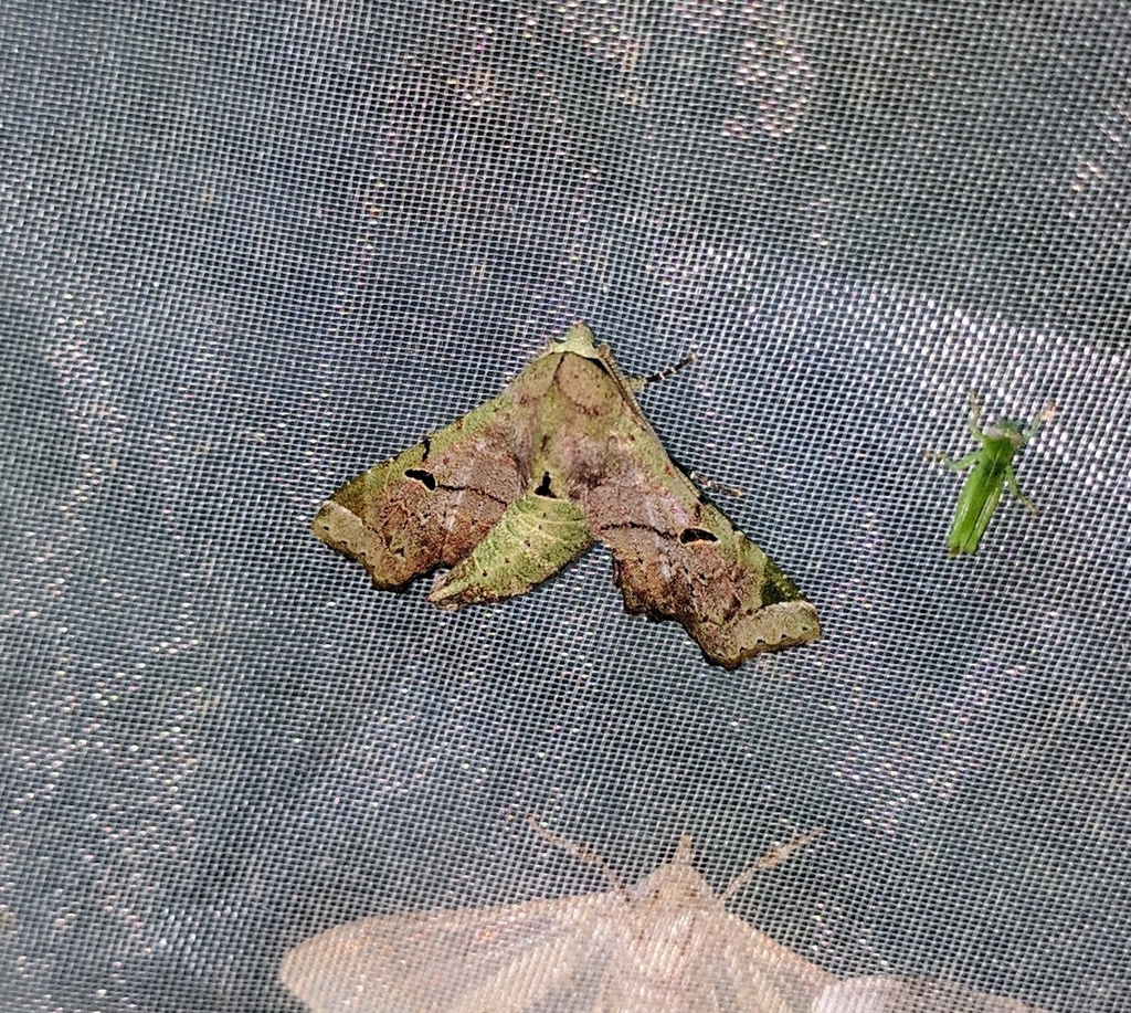 Atacira melanephra