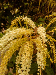 Ledenbergia seguierioides
