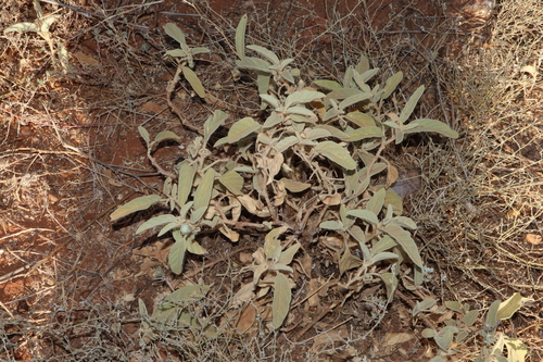 Image of Solanum lithophilum by (c) Thomas Mesaglio, some rights reserved (CC BY)