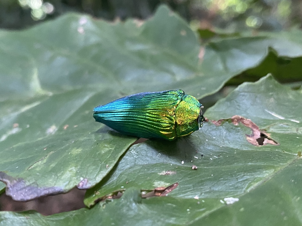 Cardiaspis mouhotii