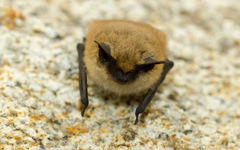 Myotis ciliolabrum