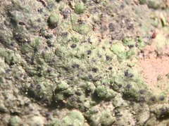 Verrucaria praetermissa