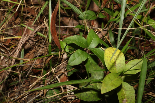 Image of Notelaea ovata by (c) Greg Tasney, some rights reserved (CC BY-SA)