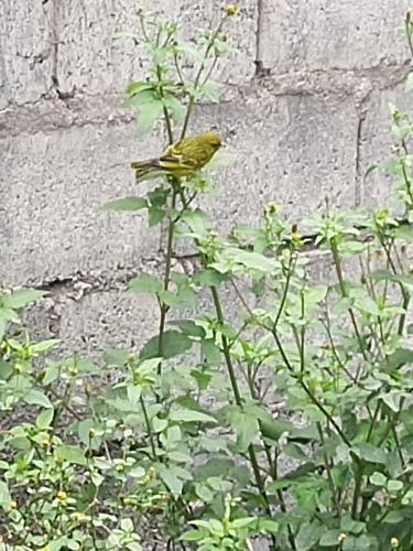 African Citril