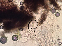 Verrucaria praetermissa