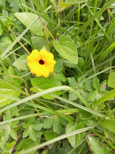 Black-eyed Susan vine