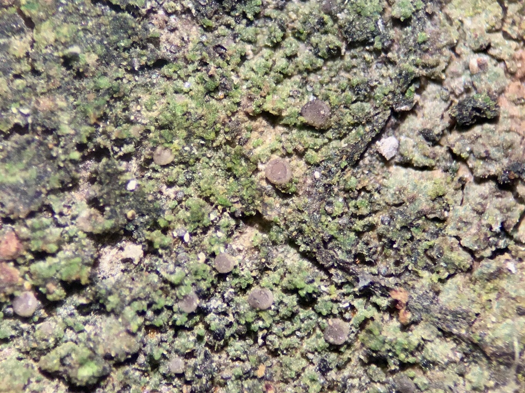 Flooded Dot Lichen