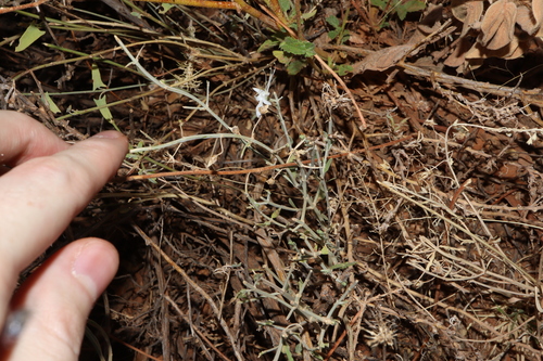 Image of Teucrium racemosum by (c) Thomas Mesaglio, some rights reserved (CC BY)