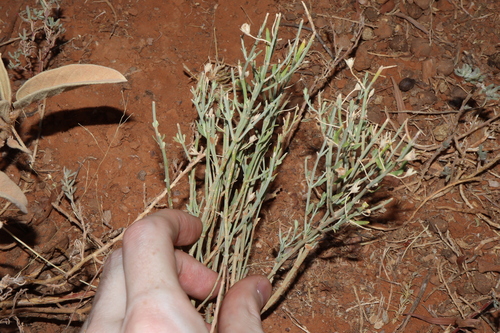 Image of Teucrium racemosum by (c) Thomas Mesaglio, some rights reserved (CC BY)