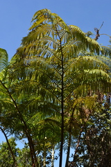 Cibotium glaucum