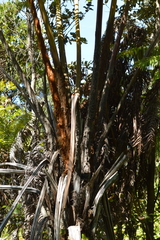 Cibotium glaucum